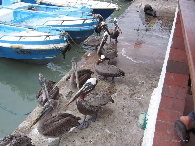 Pelicans pelican bird birds Puerto Ayora